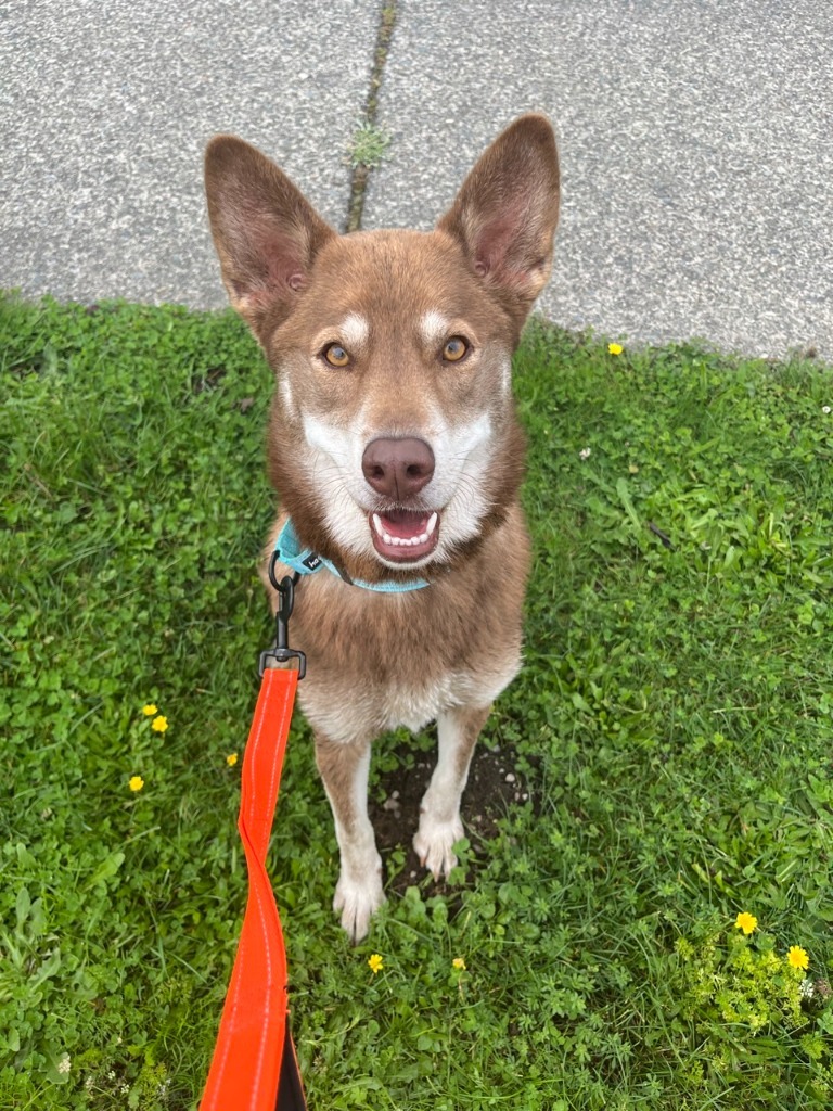 Suki