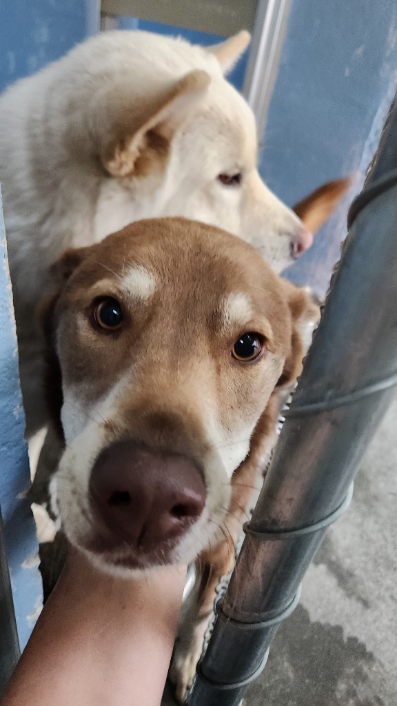 Suki