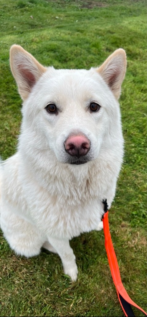 Sammy, an adoptable Husky, Samoyed in Brookings, OR, 97415 | Photo Image 1