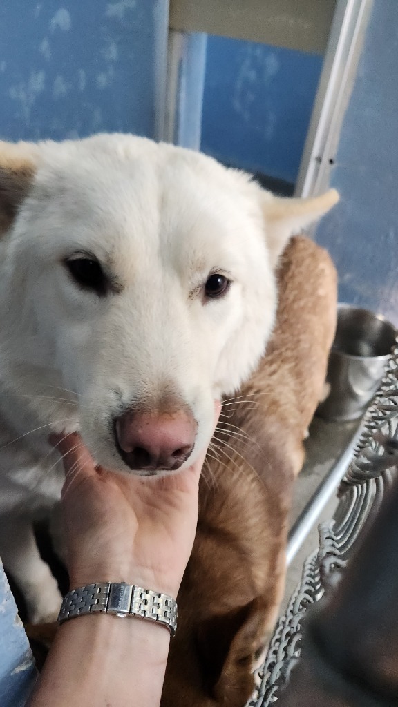 Sammy, an adoptable Husky, Samoyed in Brookings, OR, 97415 | Photo Image 2