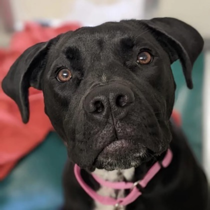 Nova