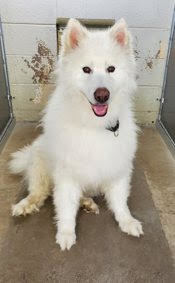 COCO, an adoptable Alaskan Malamute, Samoyed in Seattle, WA, 98175 | Photo Image 1