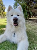 COCO, an adoptable Alaskan Malamute, Samoyed in Seattle, WA, 98175 | Photo Image 2