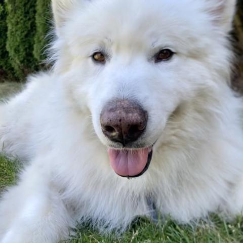 COCO, an adoptable Alaskan Malamute, Samoyed in Seattle, WA, 98175 | Photo Image 3