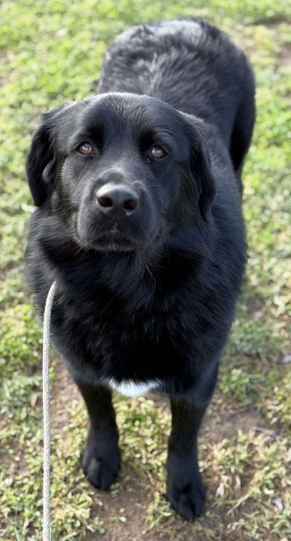 Chia, an adoptable Samoyed, Labrador Retriever in Phoenix, AZ, 85032 | Photo Image 1