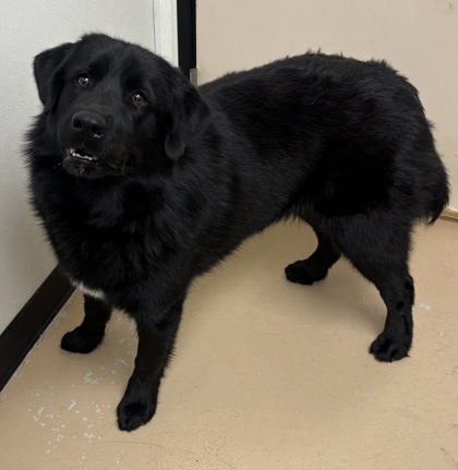 Chia, an adoptable Samoyed, Labrador Retriever in Phoenix, AZ, 85032 | Photo Image 2