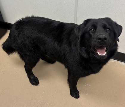 Sesame, an adoptable Samoyed, Labrador Retriever in Phoenix, AZ, 85032 | Photo Image 1