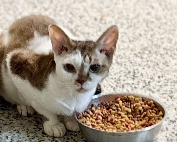 Tux &amp; Kobe photo 1