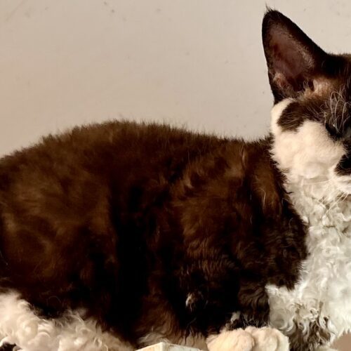 Tux &amp; Kobe thumbnail 2