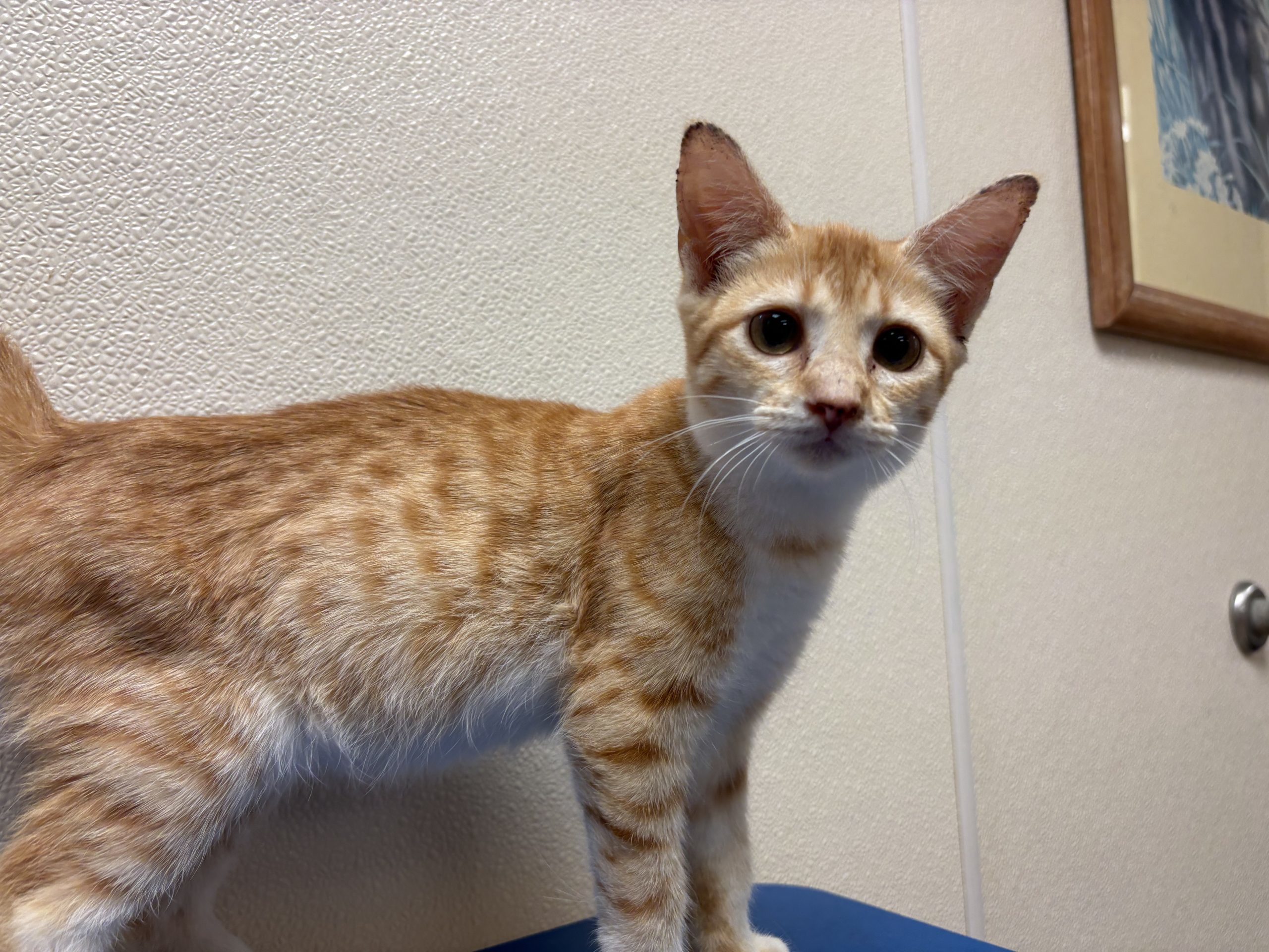 Wilma, an adoptable Domestic Short Hair in Hays, KS, 67601 | Photo Image 1