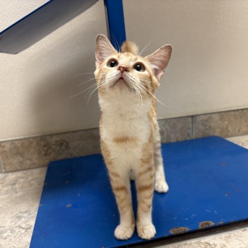 Wilma, an adoptable Domestic Short Hair in Hays, KS, 67601 | Photo Image 2