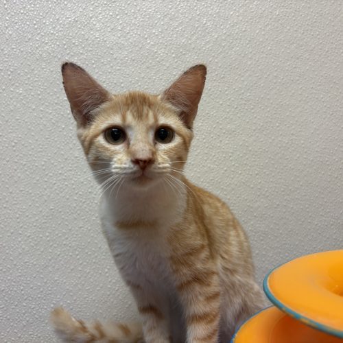 Wilma, an adoptable Domestic Short Hair in Hays, KS, 67601 | Photo Image 3