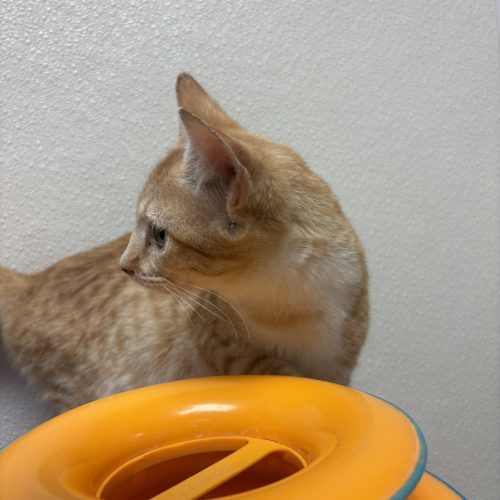 Wilma, an adoptable Domestic Short Hair in Hays, KS, 67601 | Photo Image 4