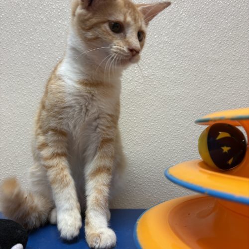 Wilma, an adoptable Domestic Short Hair in Hays, KS, 67601 | Photo Image 5