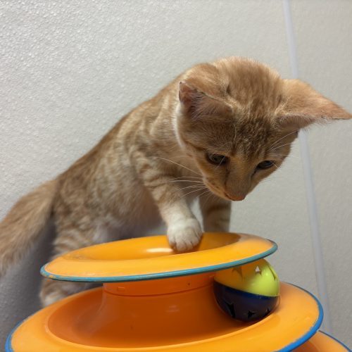 Wilma, an adoptable Domestic Short Hair in Hays, KS, 67601 | Photo Image 6