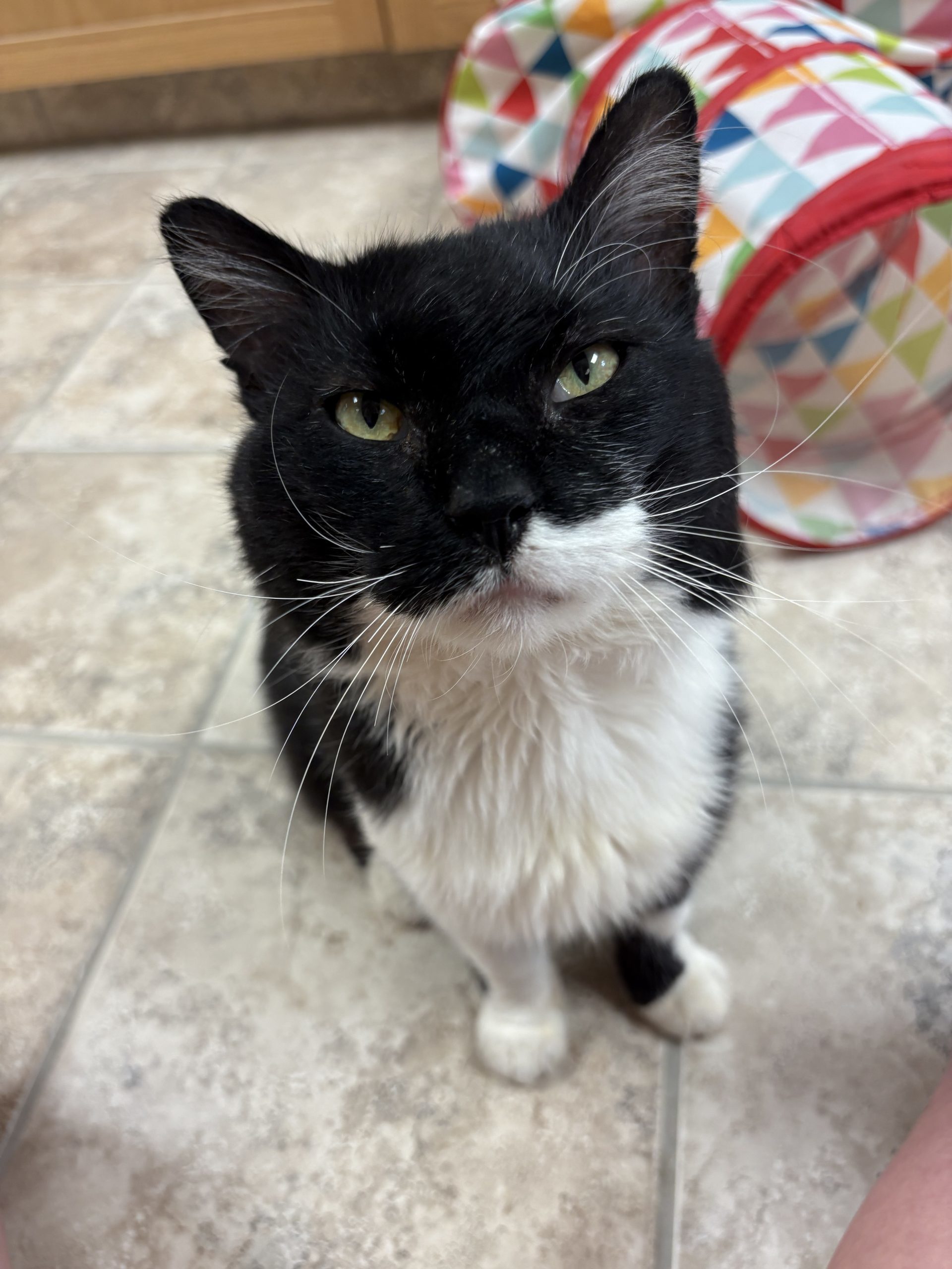 Peter Gregory Gallop, an adoptable Domestic Medium Hair in Hays, KS, 67601 | Photo Image 1