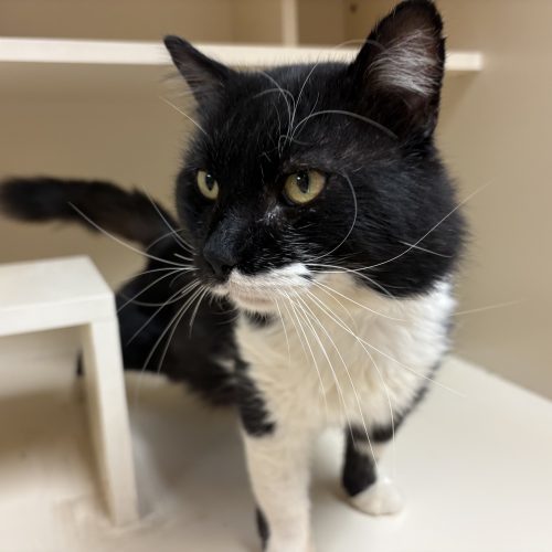 Peter Gregory Gallop, an adoptable Domestic Medium Hair in Hays, KS, 67601 | Photo Image 2