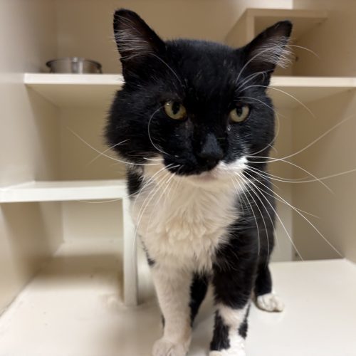 Peter Gregory Gallop, an adoptable Domestic Medium Hair in Hays, KS, 67601 | Photo Image 3