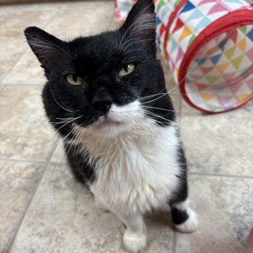 Peter Gregory Gallop, an adoptable Domestic Medium Hair in Hays, KS, 67601 | Photo Image 4