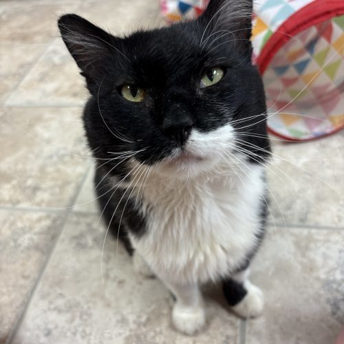 Peter Gregory Gallop, an adoptable Domestic Medium Hair in Hays, KS, 67601 | Photo Image 5