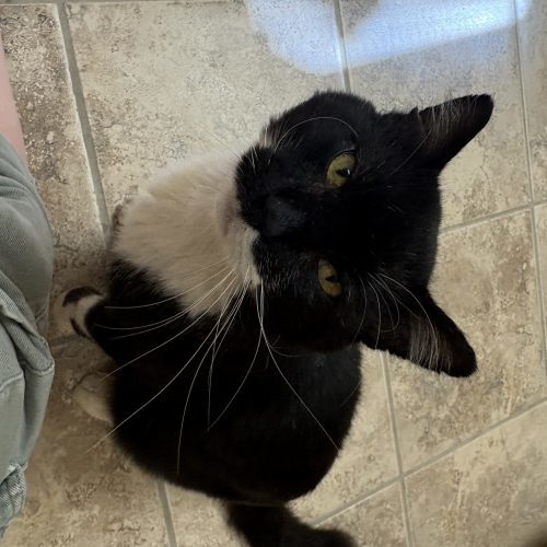 Peter Gregory Gallop, an adoptable Domestic Medium Hair in Hays, KS, 67601 | Photo Image 6