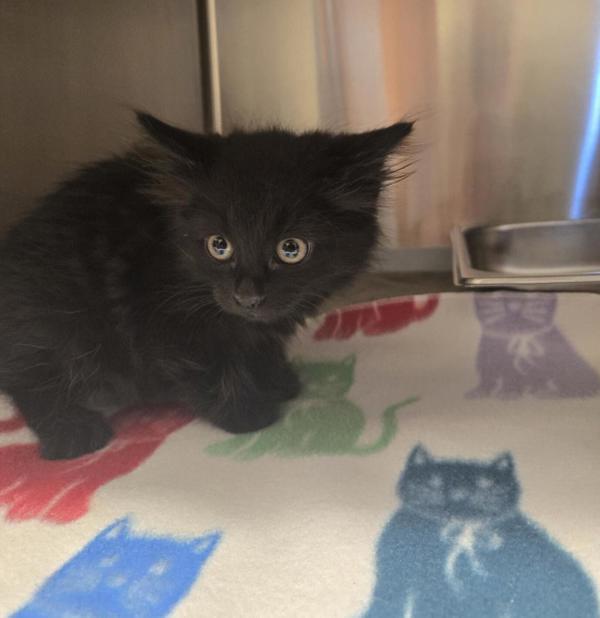 Darla, an adoptable Domestic Medium Hair in Great Falls, MT, 59405 | Photo Image 1