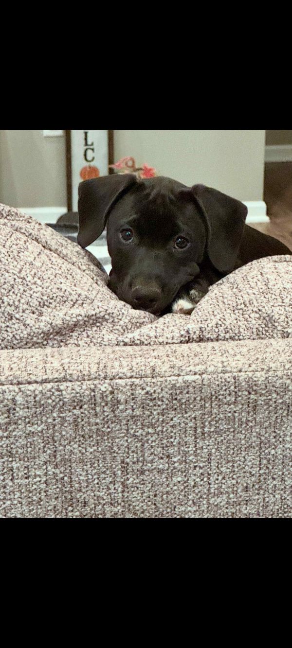 Scarlett thumbnail 2