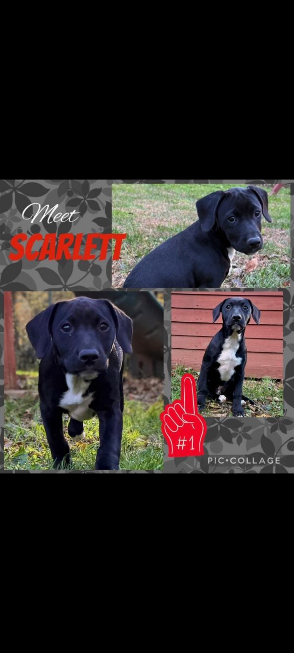 Scarlett thumbnail 3