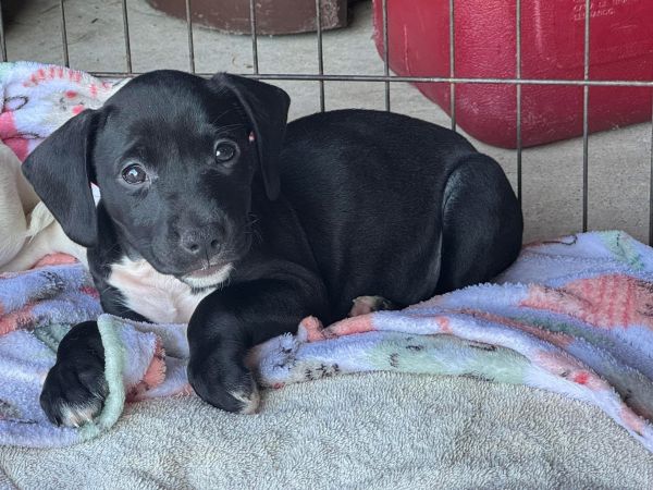 Scarlett thumbnail 4