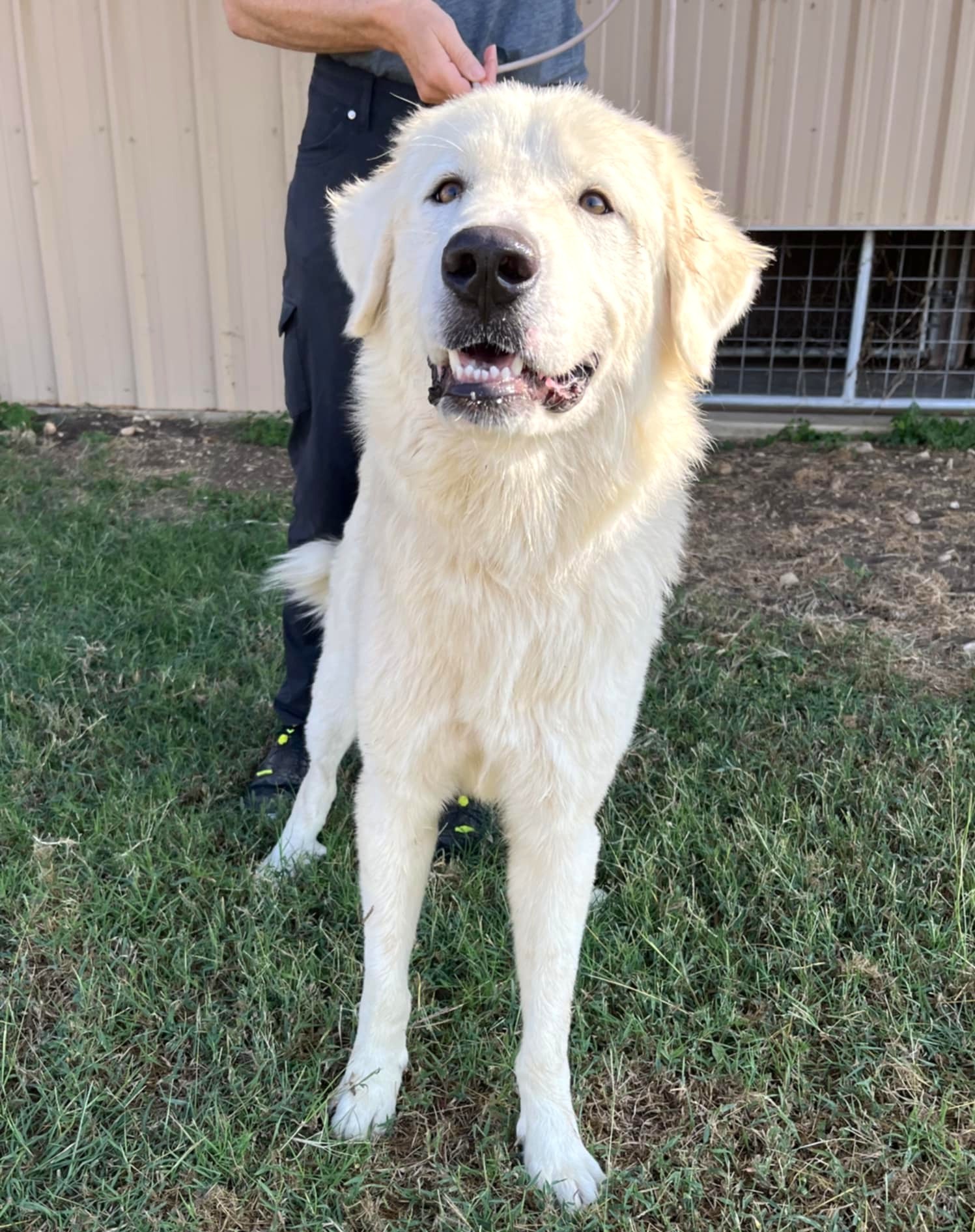 Bocephus aka Big Bo SAT