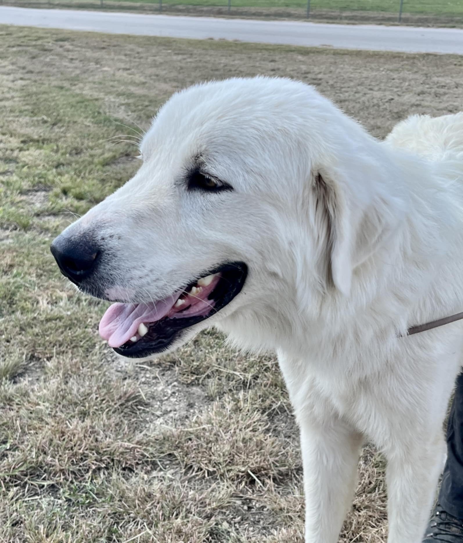 Bocephus aka Big Bo SAT