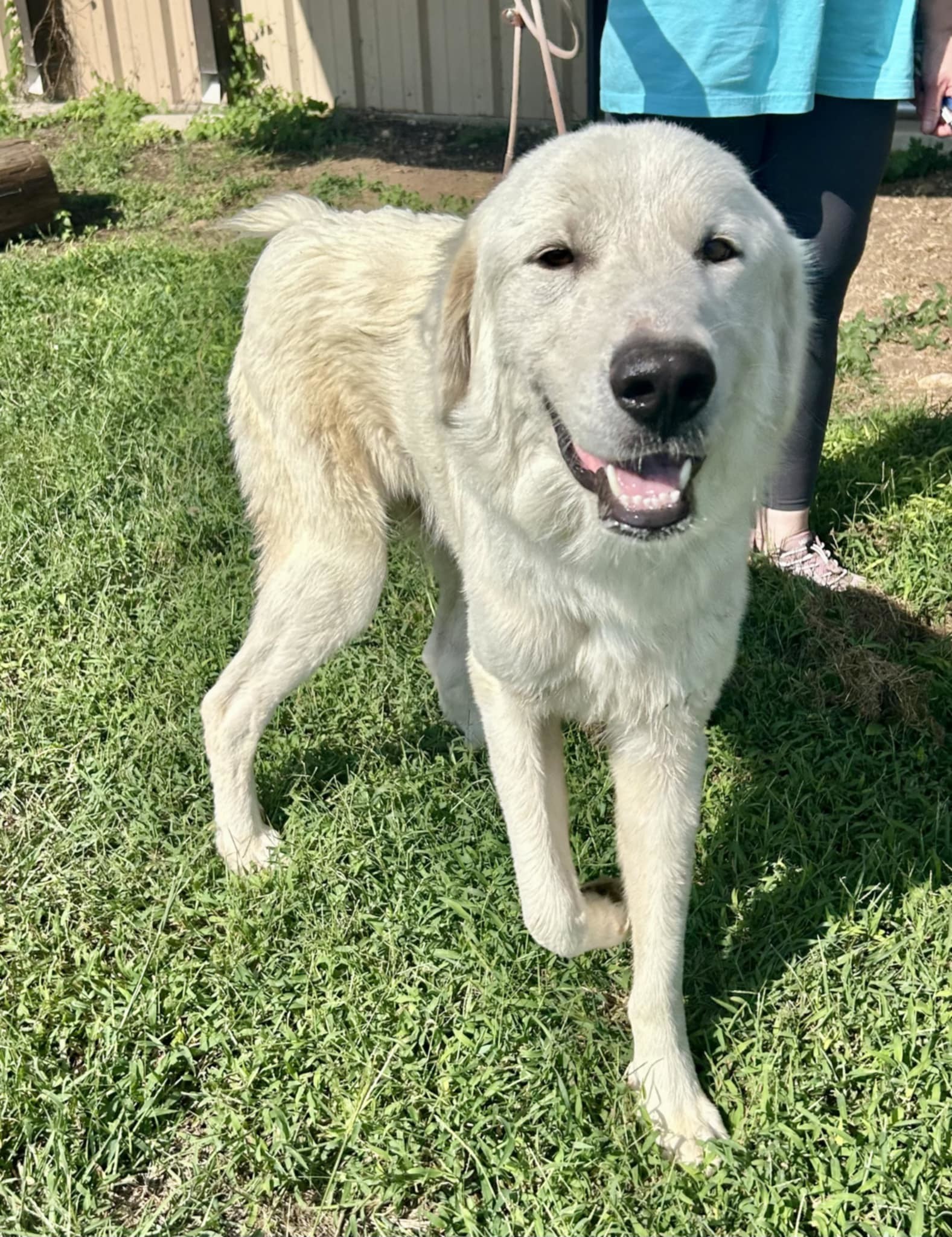 Bocephus aka Big Bo SAT