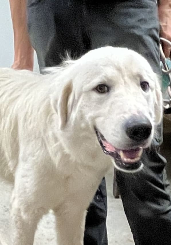 Bocephus aka Big Bo SAT