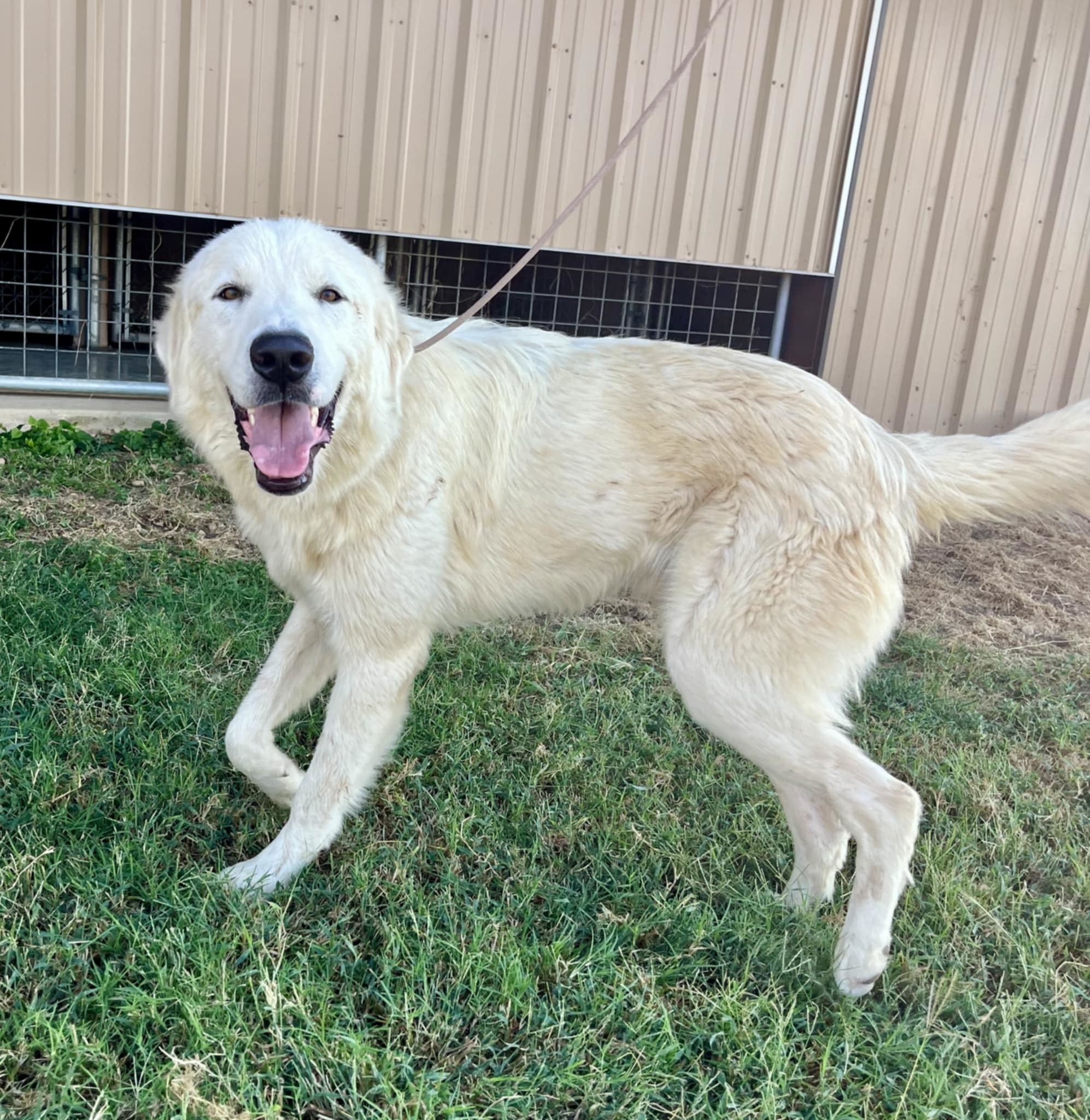 Bocephus aka Big Bo SAT