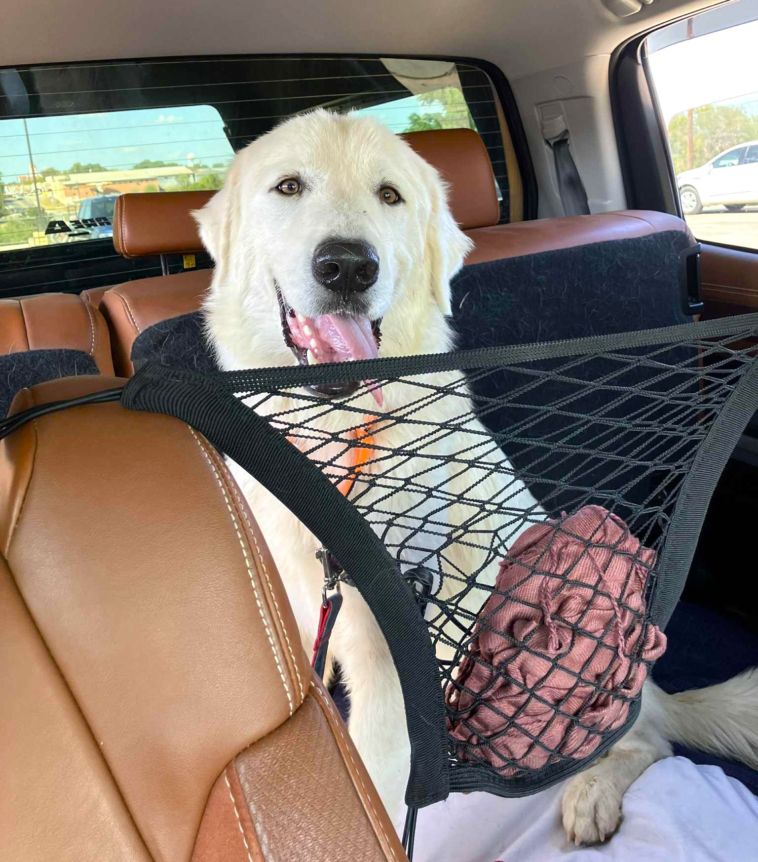 Bocephus aka Big Bo SAT