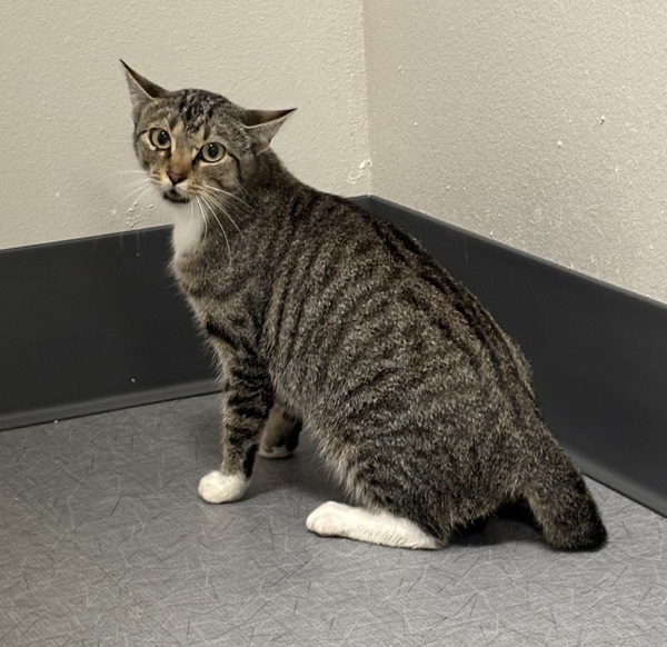 Swiper * Barn Home Needed *