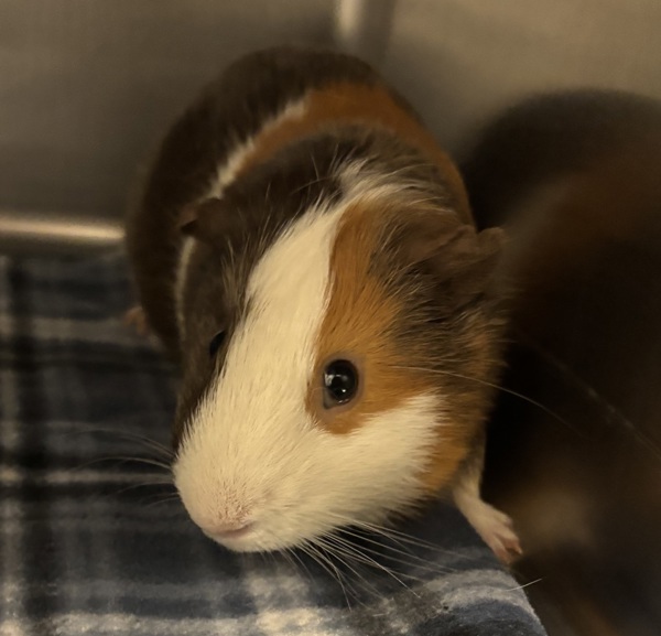 Mr. Fluffers *bonded With Gus Gus