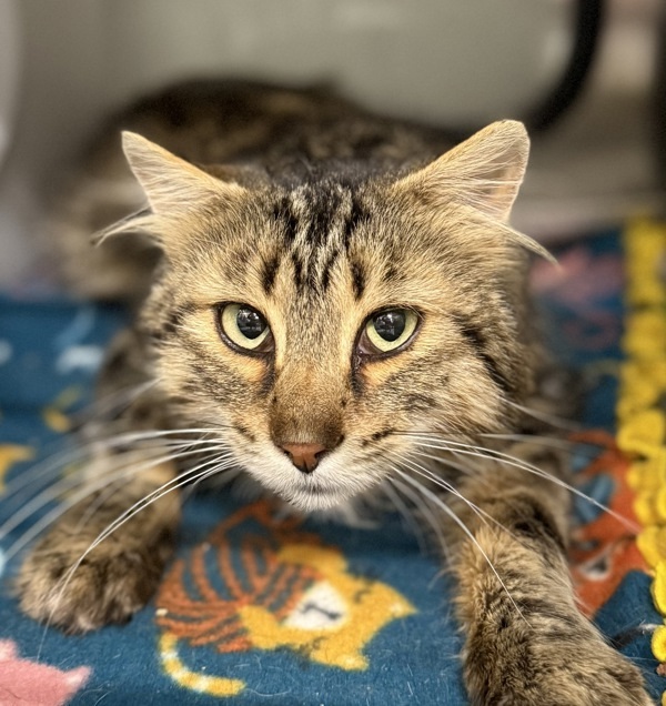 Zucchini * Barn Home Needed *