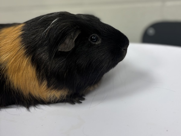 Gus Gus *bonded With Mr. Fluffers