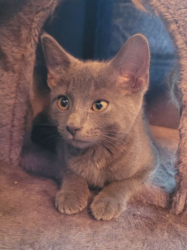 C Litter Helia photo 1