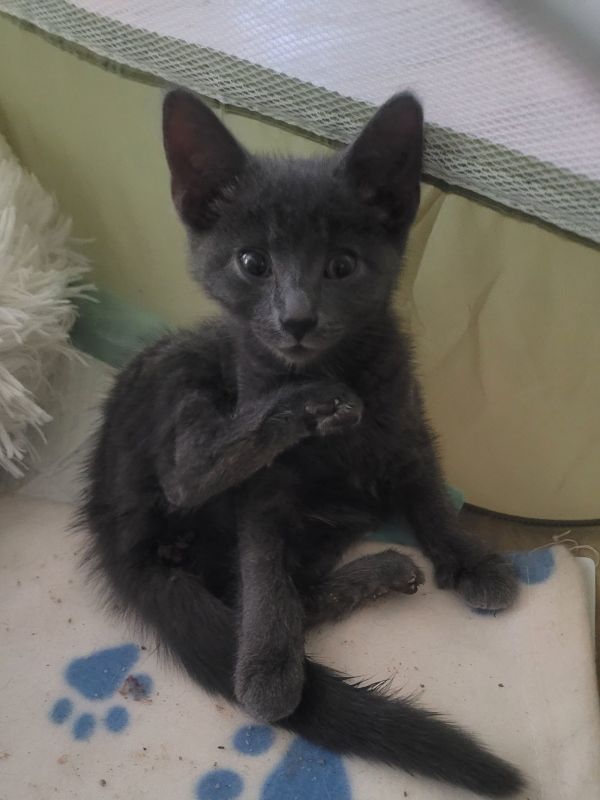 C Litter Helia thumbnail 2