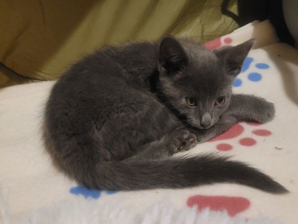 C Litter Helia thumbnail 3