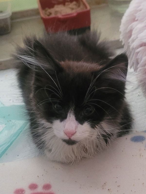 C Litter Hercules thumbnail 2