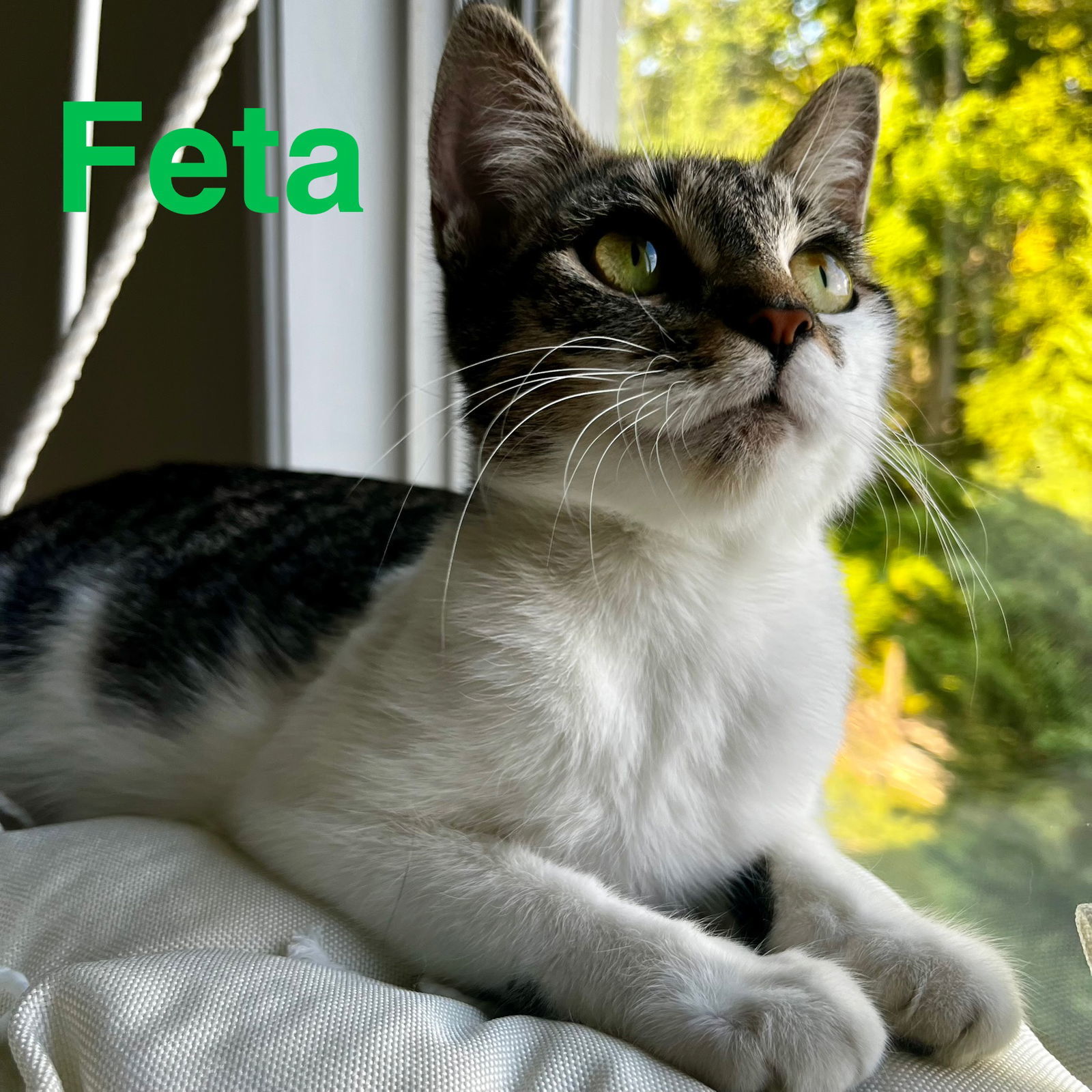 Feta