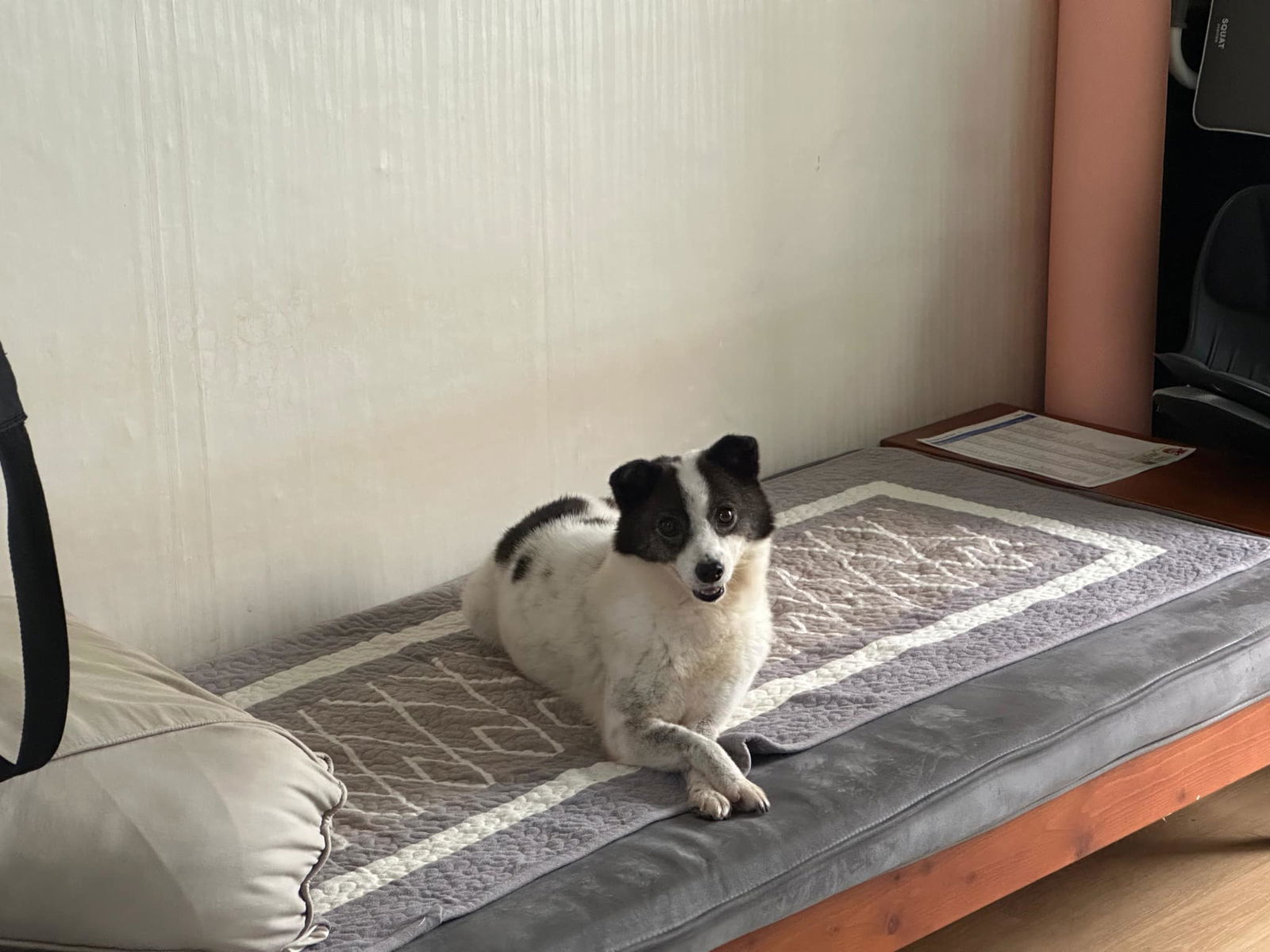 MORNING, an adoptable Pomeranian, Spitz in Agoura Hills, CA, 91301 | Photo Image 2