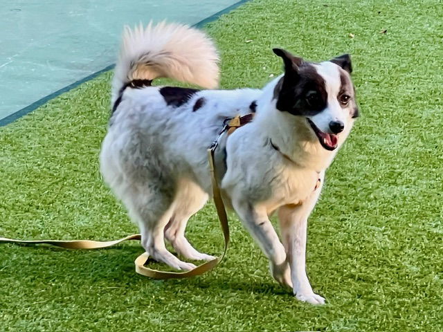 MORNING, an adoptable Pomeranian, Spitz in Agoura Hills, CA, 91301 | Photo Image 3