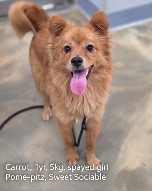 CARROT, an adoptable Pomeranian, Spitz in Agoura Hills, CA, 91301 | Photo Image 1