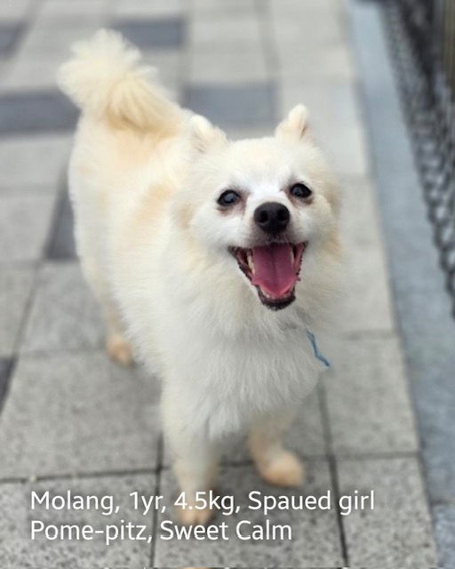 MOLANG, an adoptable Pomeranian, Spitz in Agoura Hills, CA, 91301 | Photo Image 1
