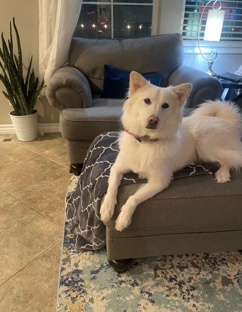 DAISY, an adoptable Golden Retriever, Spitz in Agoura Hills, CA, 91301 | Photo Image 1