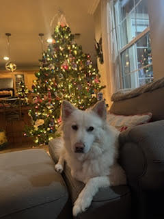 DAISY, an adoptable Golden Retriever, Spitz in Agoura Hills, CA, 91301 | Photo Image 3